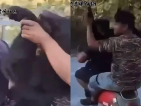 16秒片曝光！他們把台灣黑熊三貼運下山、抓牠手惡搞亂揮...把保育類當「戰利品」部落朋友痛心